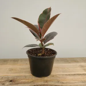 6" ficus ruby