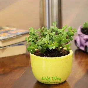 Leafy Tales Button Jade Live Plant in Yellow Ceramic Urn Pot