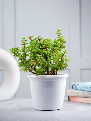 Nurturing Green® Good Luck Live Indoor Jade Plant In White Plastic Pot For Home (size: small) | Garden Plants | Plants For Home Decor | Plants For Garden